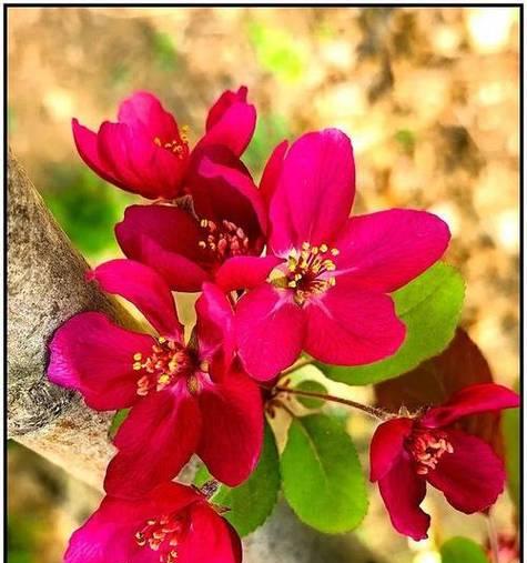 红色花代表什么？红色花有哪些特别的寓意？