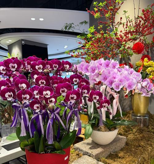 兰花象征平安吗？平安花语是什么？