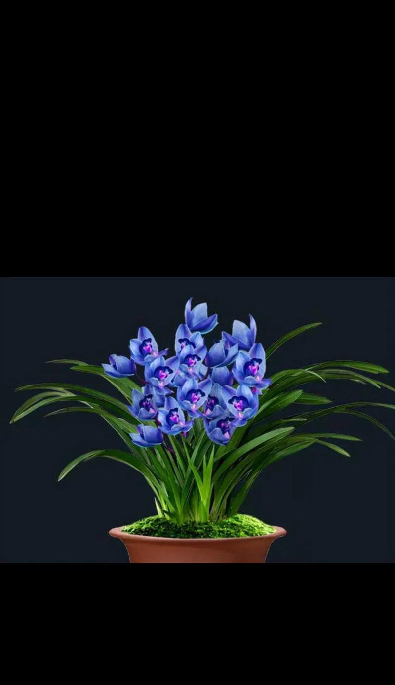 兰花象征平安吗？平安花语是什么？