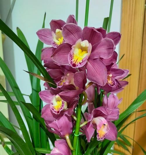 兰花象征平安吗？平安花语是什么？