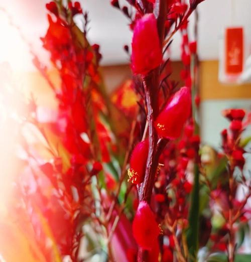 春节期间开的花寓意何在？