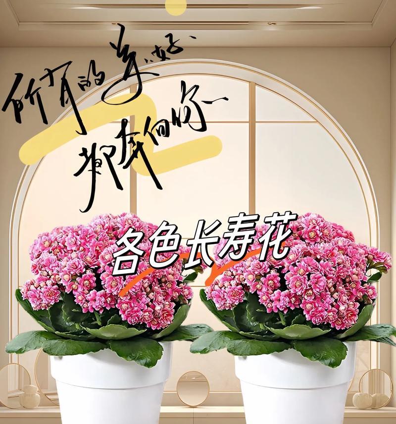 黄色长寿花的含义是什么？它们在花语中象征着什么？