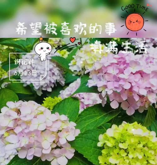接住手捧花代表什么？结婚手捧花的寓意。994