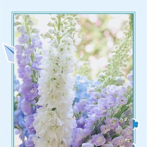 花语鸟香色是什么意思？花语鸟香色的花有哪些？