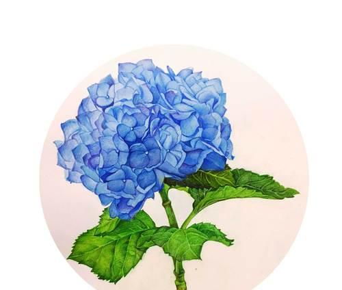 花语鸟香色是什么意思？花语鸟香色的花有哪些？