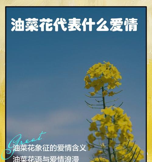 20朵花代表什么爱情含义？