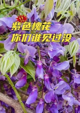 紫色花代表什么颜色的寓意？它的寓意是什么？
