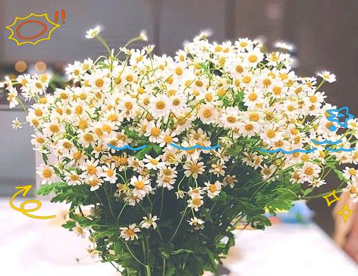 哪些白色花卉寓意吉祥？白色花卉在不同场合的意义是什么？