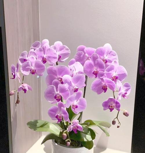 成功的花有哪些寓意？如何用花卉象征成功？