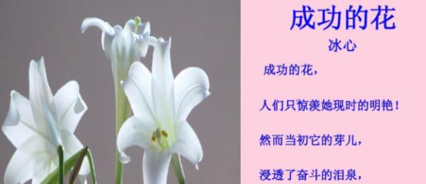 成功的花有哪些寓意？如何用花卉象征成功？