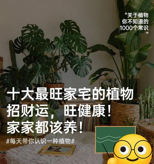 成功的花有哪些寓意？如何用花卉象征成功？