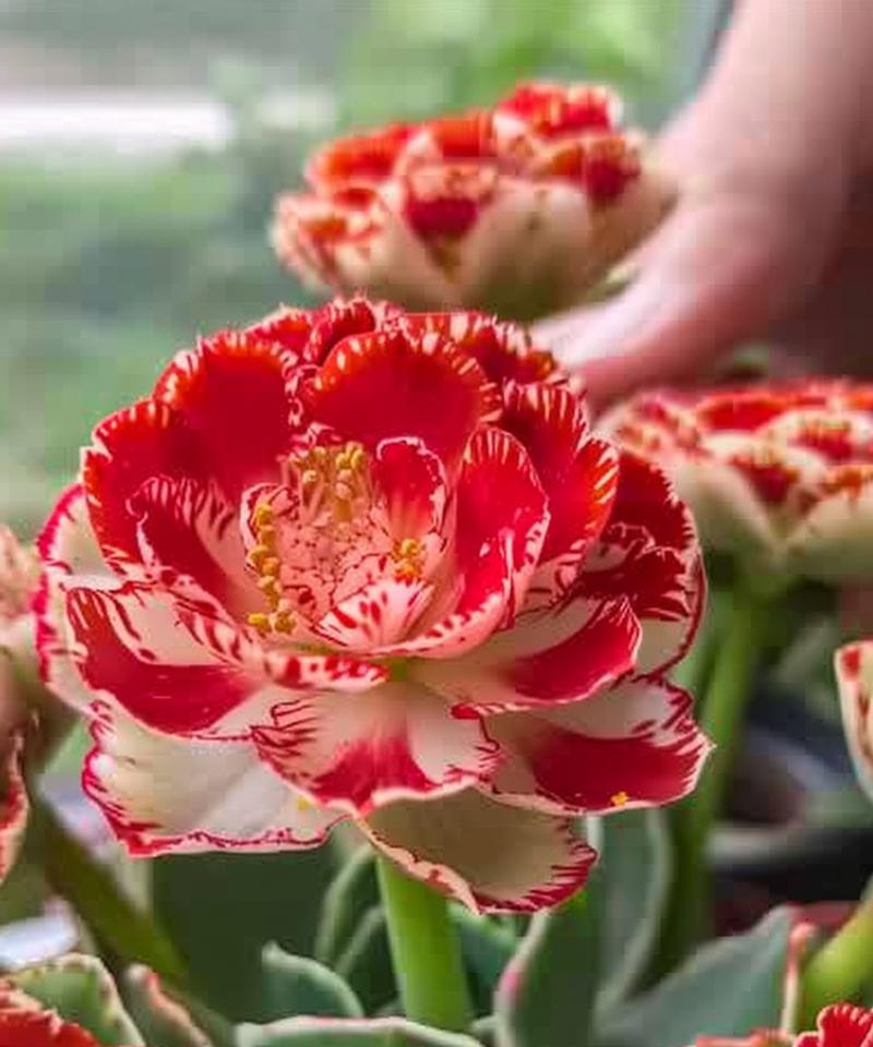 长寿花代表的寓意有哪些？