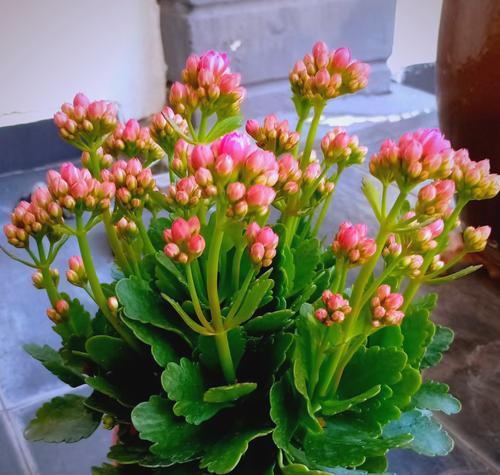 长寿花代表的寓意有哪些？