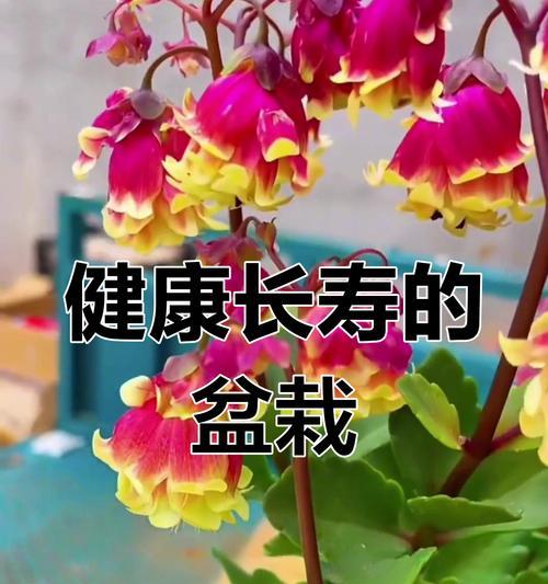 长寿花代表的寓意有哪些？