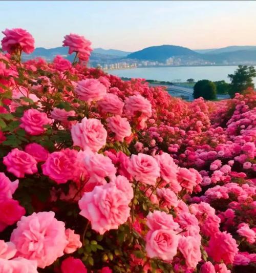 哪种花象征自由又浪漫？象征自由和浪漫的花有哪些？