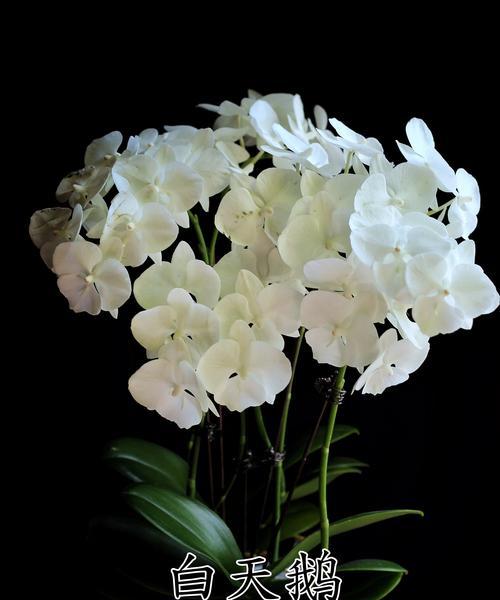 不同颜色的花分别代表什么？送花时颜色选择的寓意是什么？