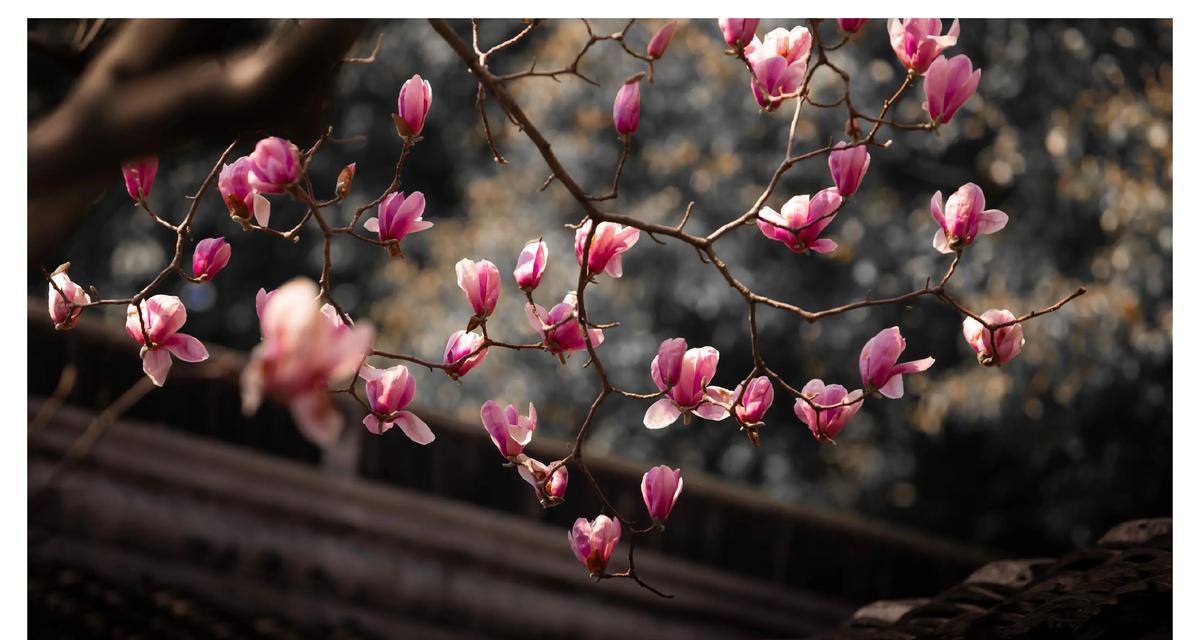 白色象征友谊的花有哪些？它们各自代表什么意义？