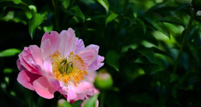 白色花在心理学中代表什么？白色花的心理效应是什么？