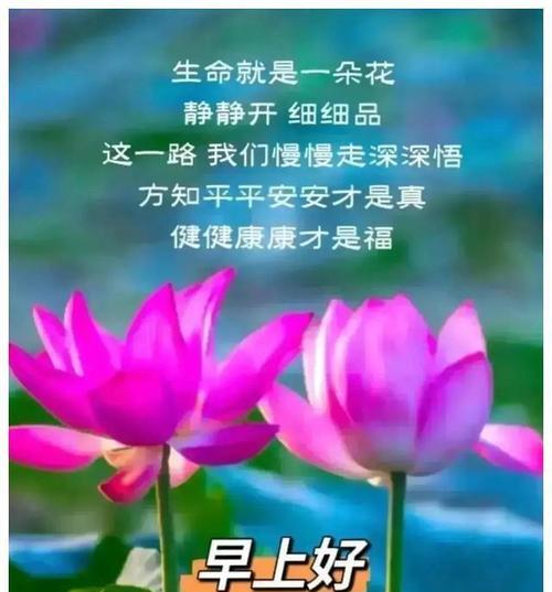 幸福快乐平安寓意的花有哪些？它们代表了什么？