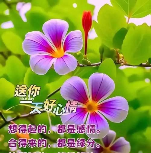 幸福快乐平安寓意的花有哪些？它们代表了什么？