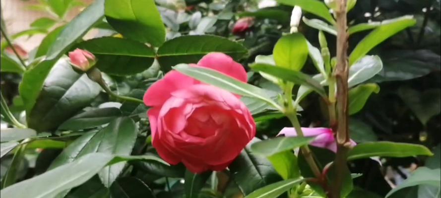阳光下红色玫瑰花代表什么？它的寓意是什么？