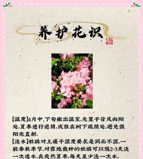杜鹃花如何象征忠贞的爱情？它的花语是什么？