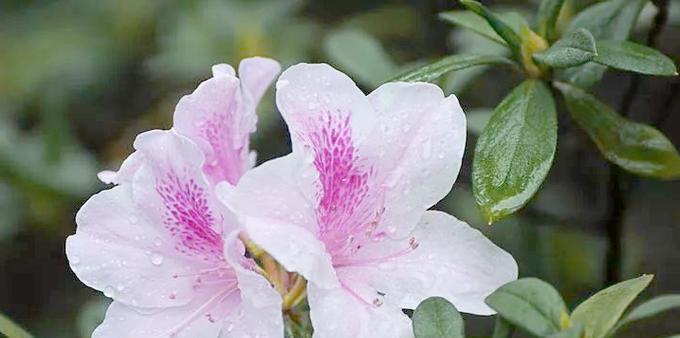 杜鹃花如何象征忠贞的爱情？它的花语是什么？