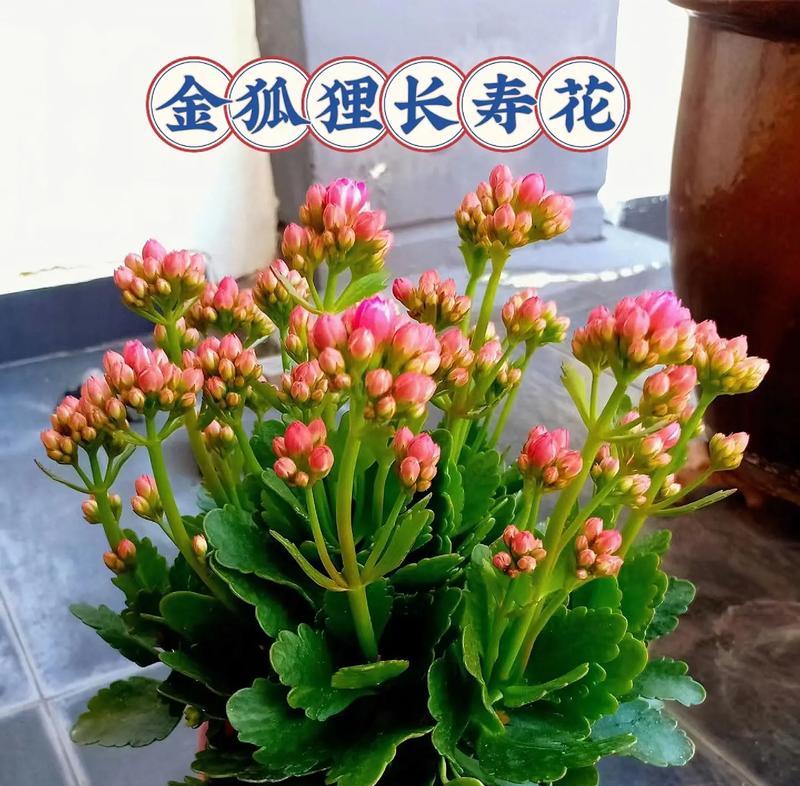 送长寿花给别人的寓意是什么？哪种花象征着长寿？