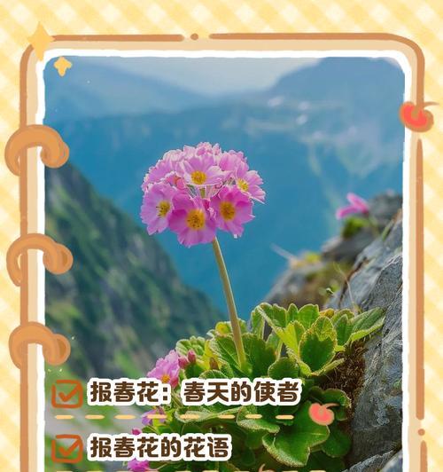 祝福花的花语含义是什么？如何挑选祝福花？