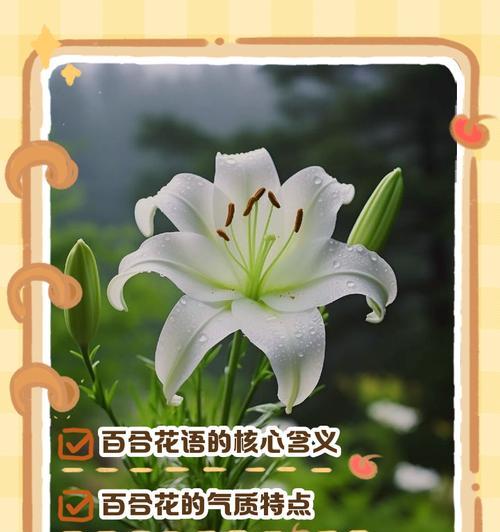 祝福花的花语含义是什么？如何挑选祝福花？