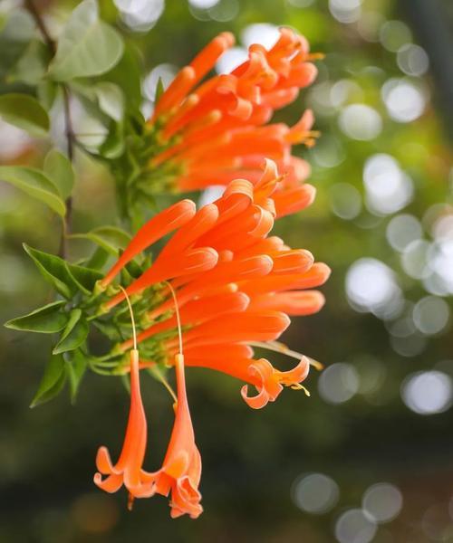 春节放炮的寓意是什么？打花在春节有何意义？