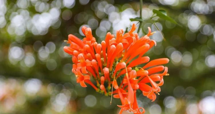 春节放炮的寓意是什么？打花在春节有何意义？
