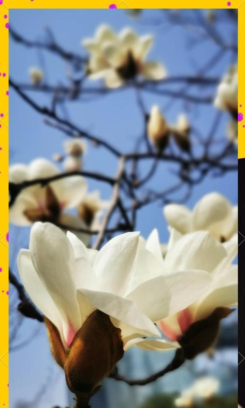 哪种花象征着高洁？