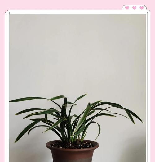 哪种花象征着高洁？