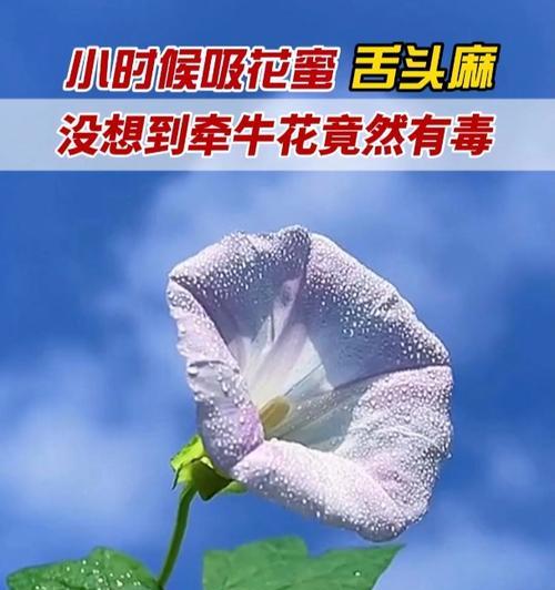 牵牛花的传说寓意是什么？牵牛花背后的故事有哪些？