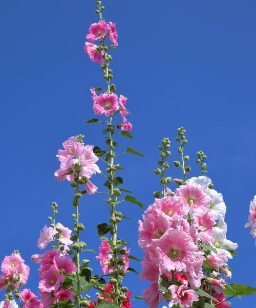 哪些花寓意自由平安喜乐？它们的花语是什么？