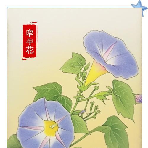 黄色喇叭花的花语是什么？它有什么寓意？