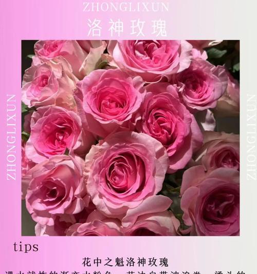 洛神粉色花的寓意是什么？它们在生活中的应用有哪些？