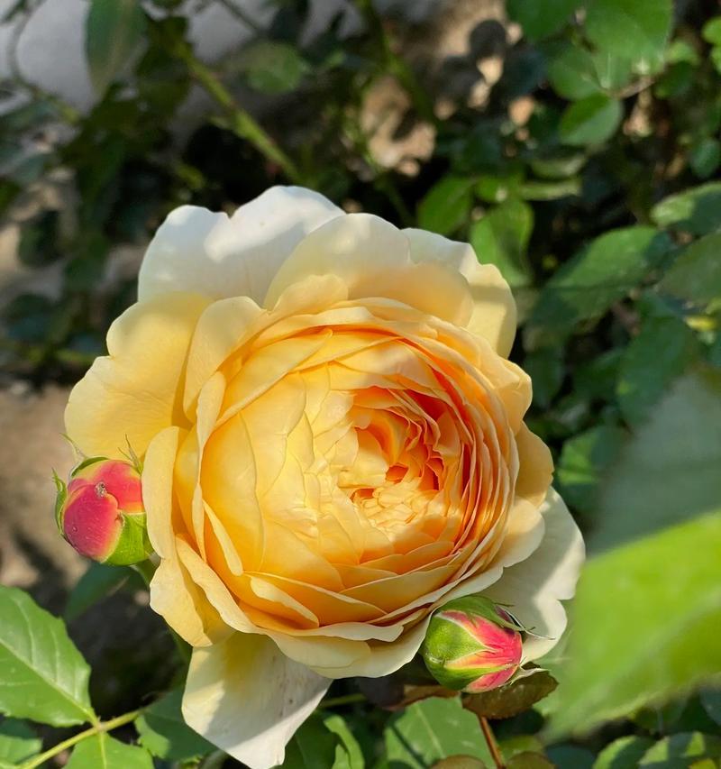 紫色蓝铃花簪子代表什么寓意？
