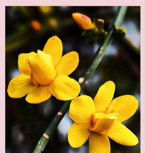 紫色蓝铃花簪子代表什么寓意？