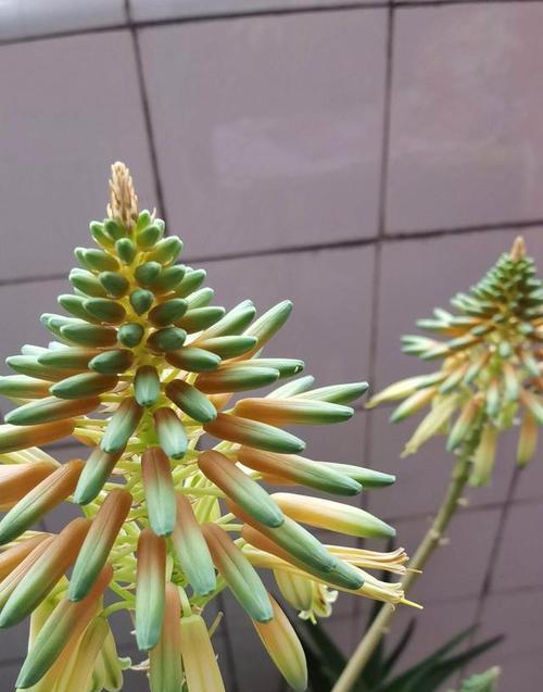 紫色蓝铃花簪子代表什么寓意？