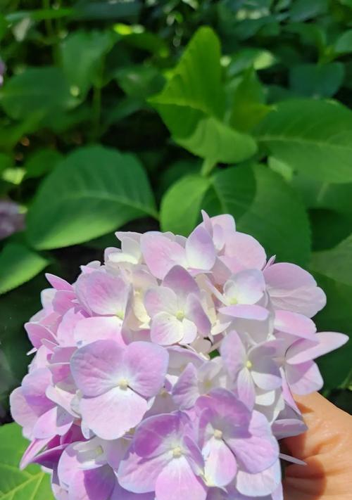黄色圆圈的寓意是什么花？圆圈在花语中代表什么？