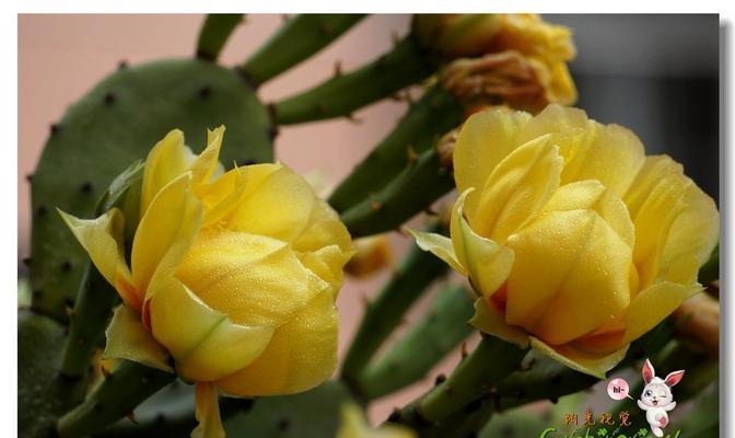 蜂蝶自怜花时节是什么意思？这种花的花语是什么？