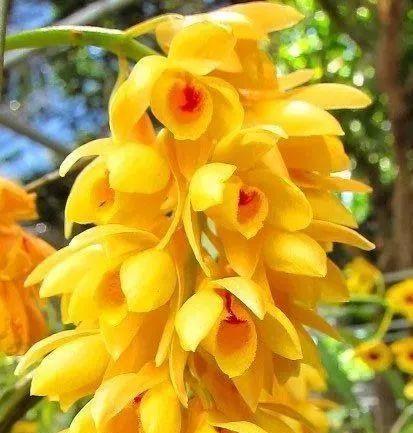 金色菠萝花有何含义？它的寓意是什么？