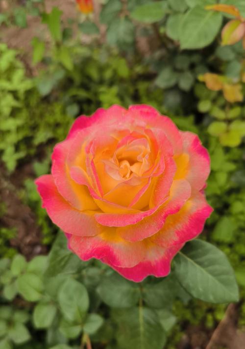 哪种花象征建党节？