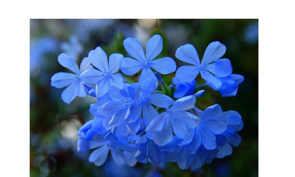 浅蓝色花的寓意是什么？