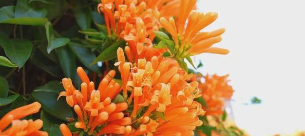 橙色花代表什么意义？哪种橙色花卉象征热情？