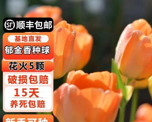 橙色花代表什么意义？哪种橙色花卉象征热情？
