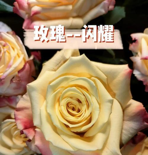 黄色玫瑰花代表什么？黄色玫瑰的花语是什么？