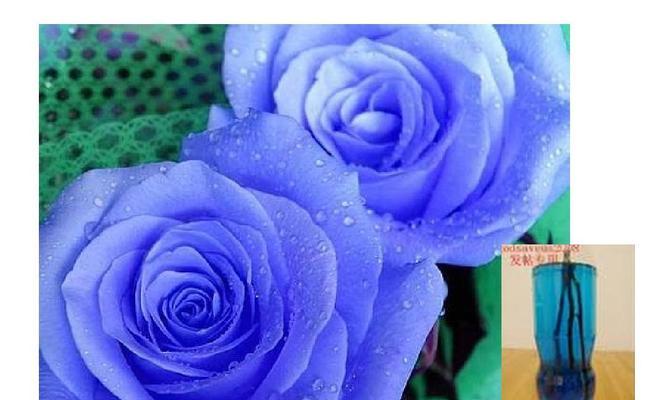 蓝色月季花的花语是什么？蓝色月季花寓意着什么？